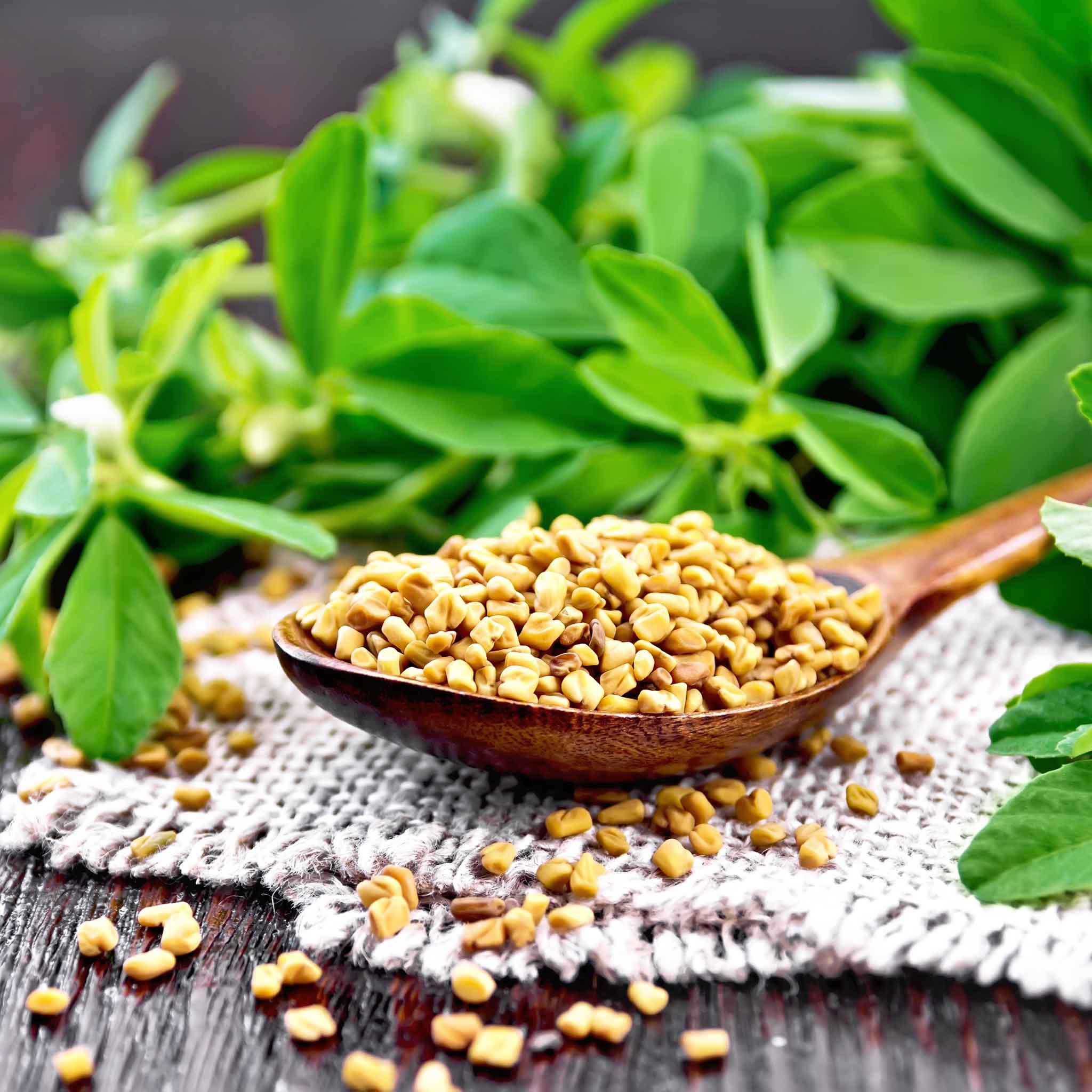 Fenugreek Seeds