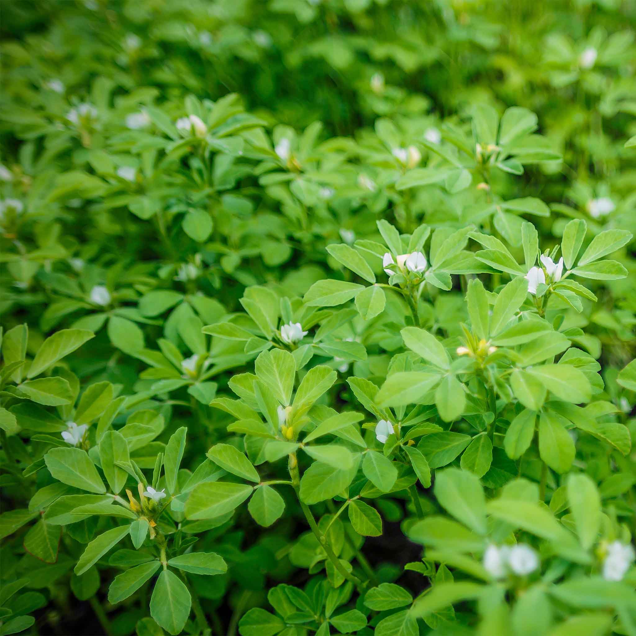 Fenugreek Seeds