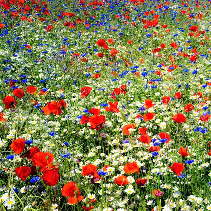 Field of Dreams Flower Seed Mix