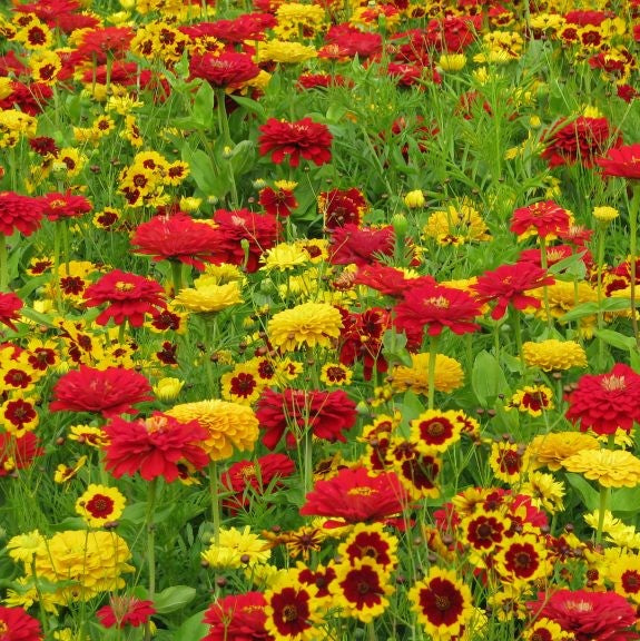 Fiery Mix - Yellow & Red Flower Seed Mix