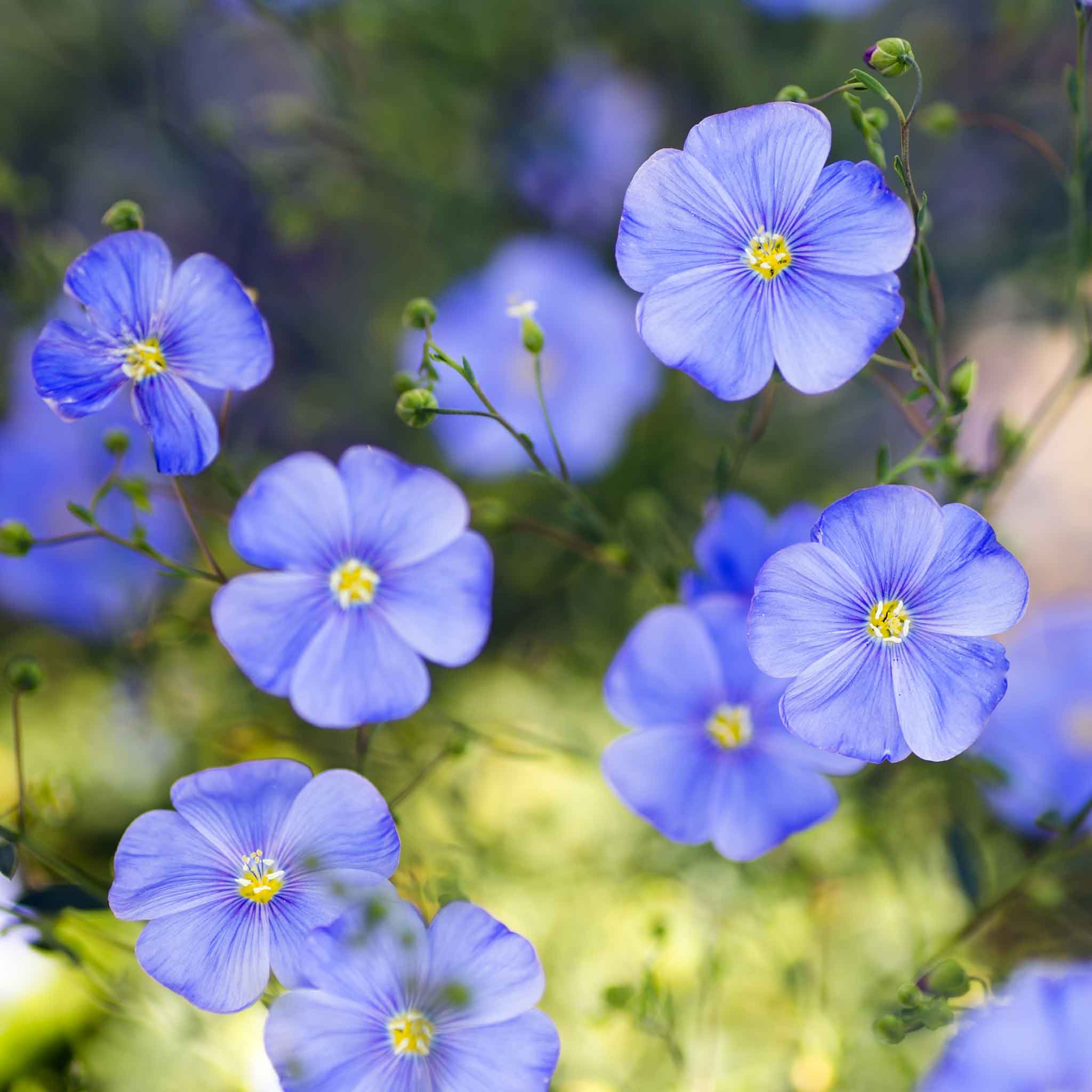 Annual Blue Flax Seeds