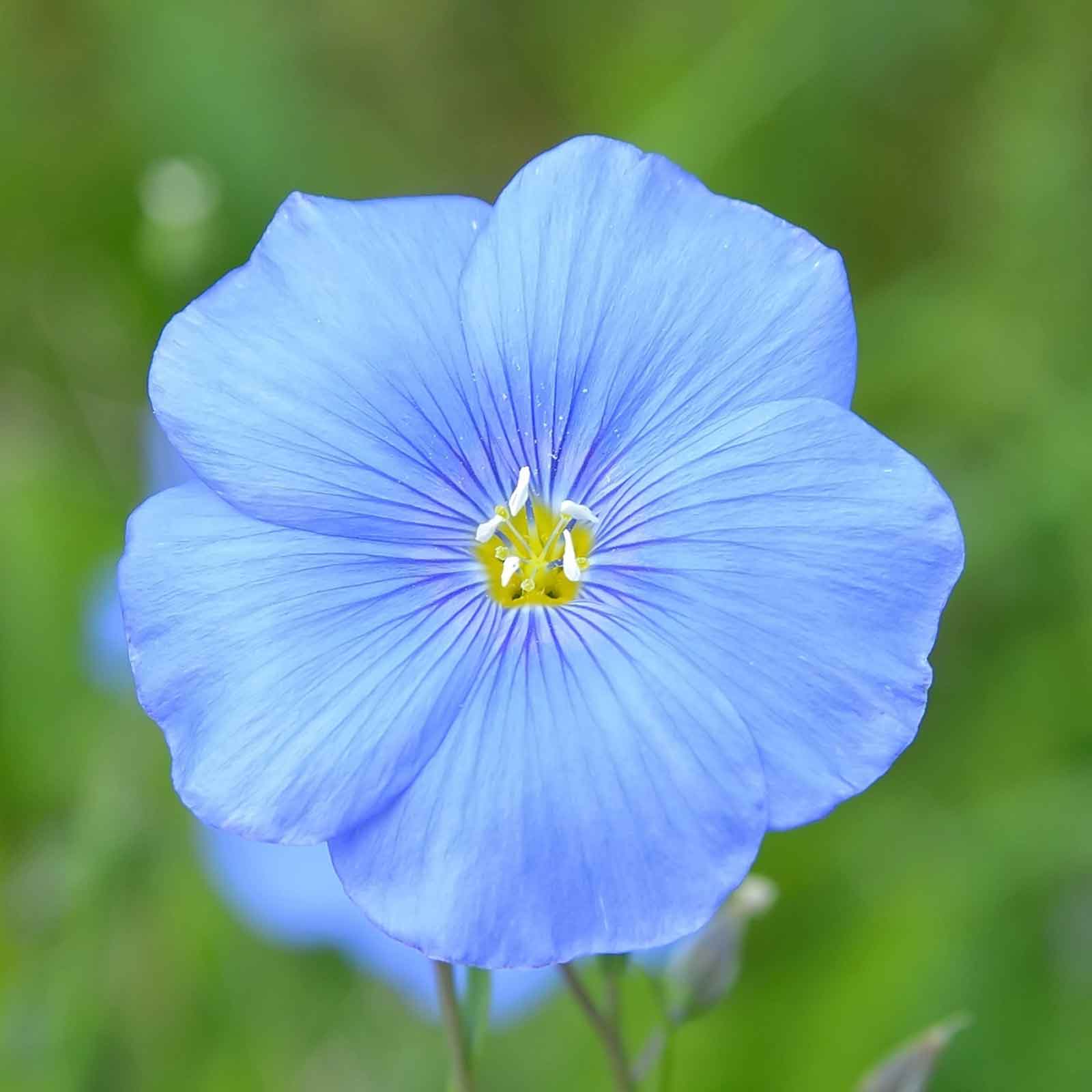 Annual Blue Flax Seeds