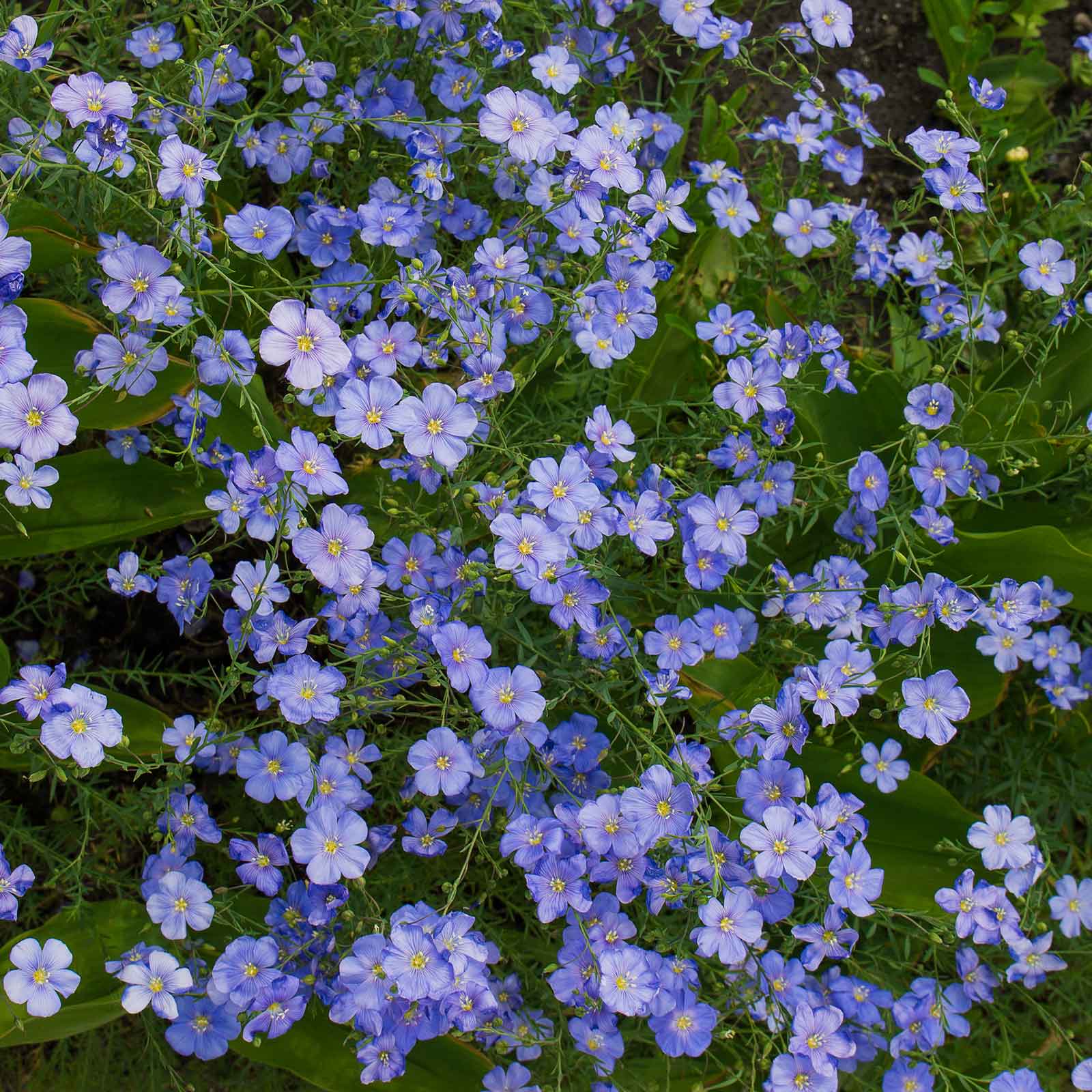 Perennial Blue Flax Seeds