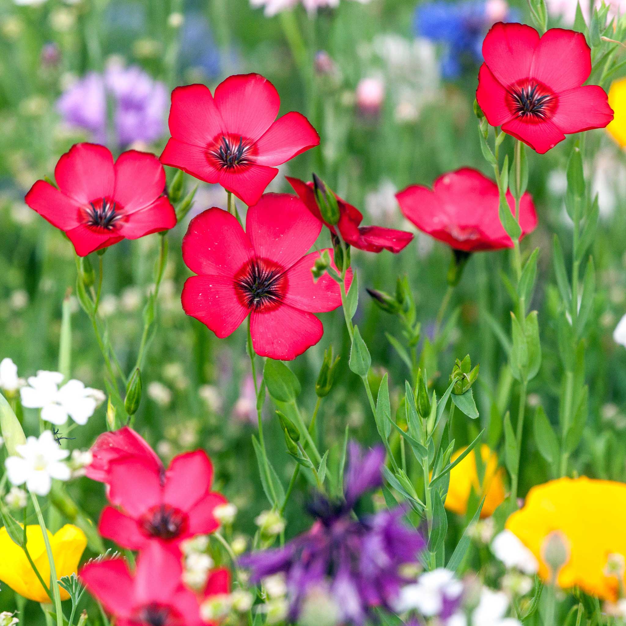 Scarlet Flax Seeds