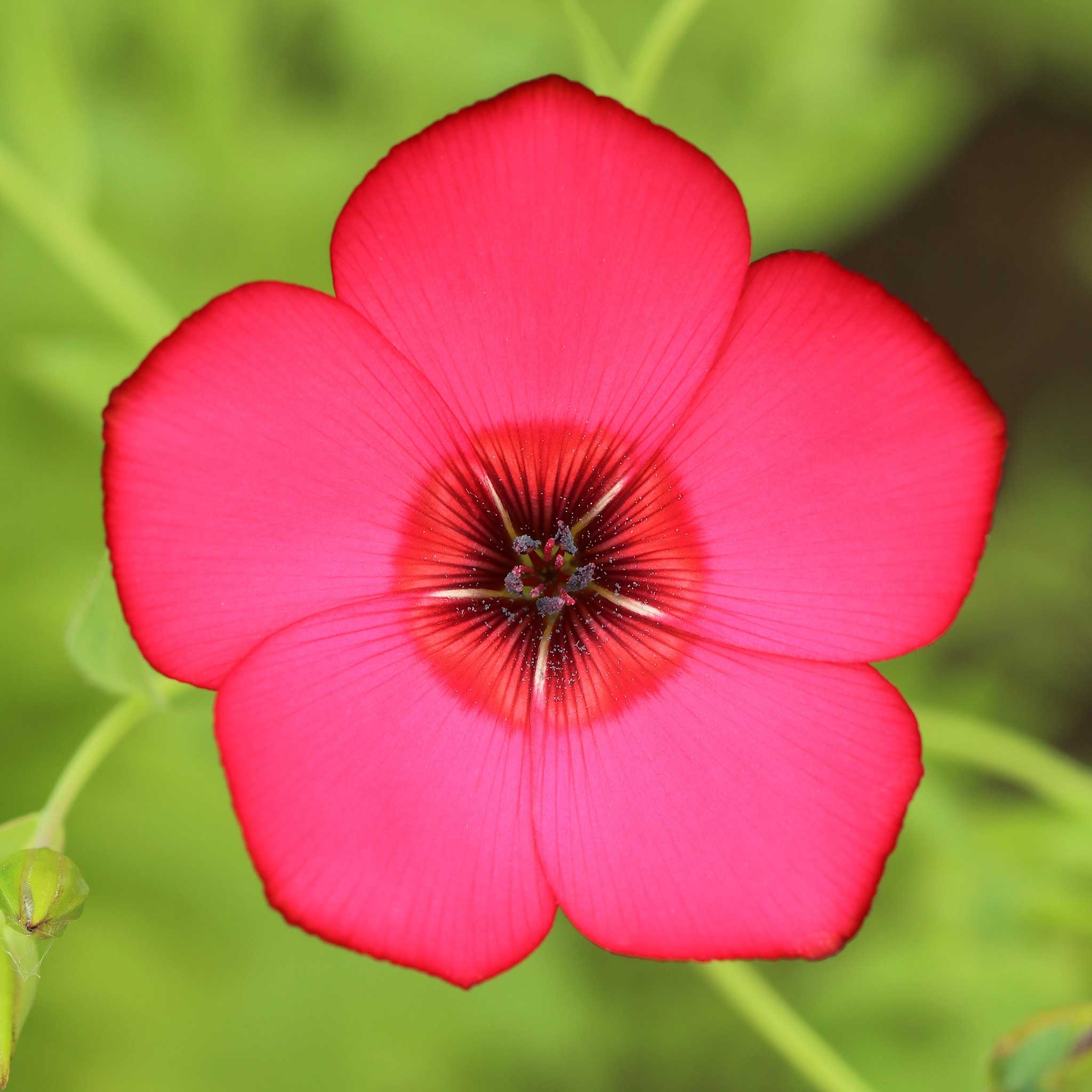 Scarlet Flax Seeds