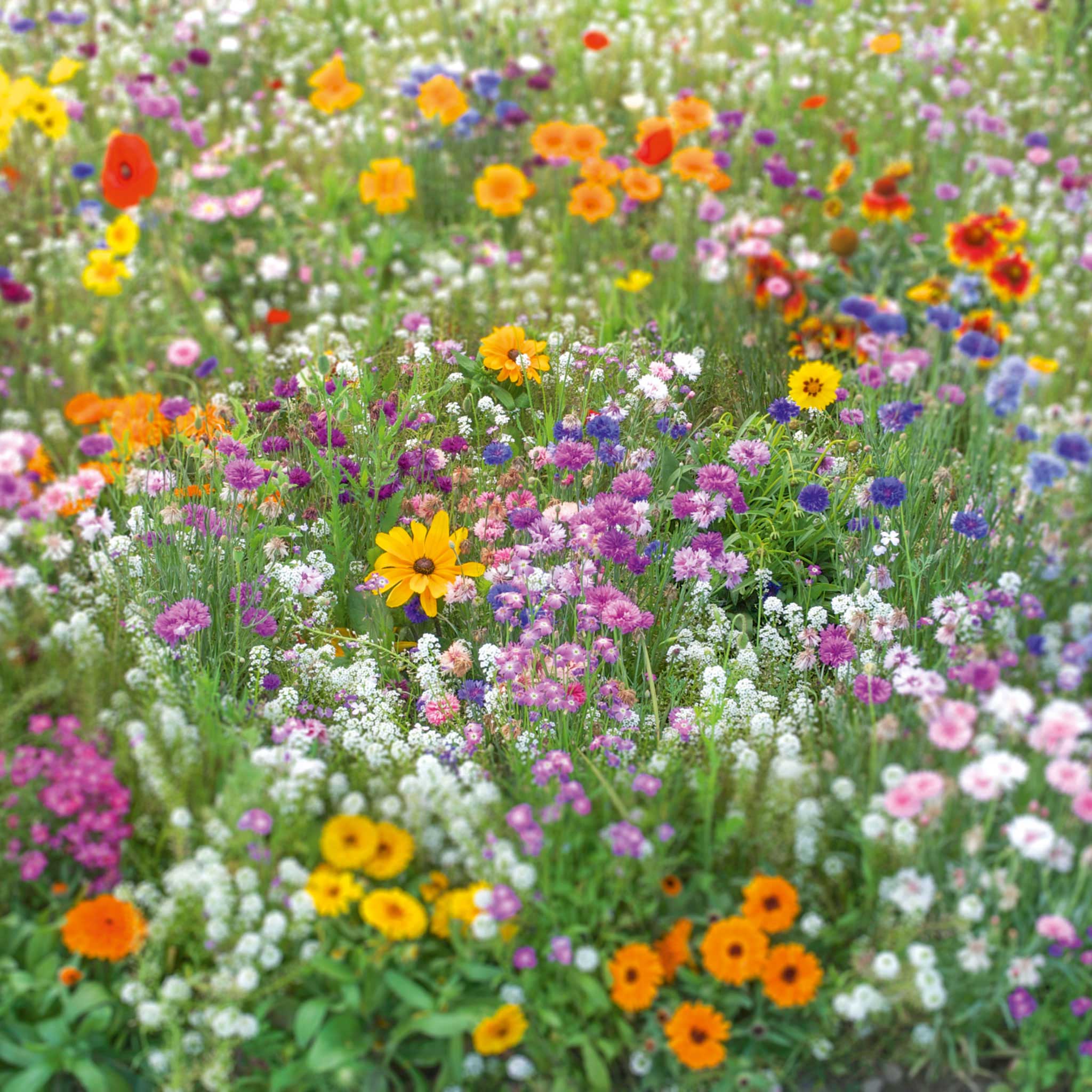 Flowery Fields Forever Flower Seed Mix