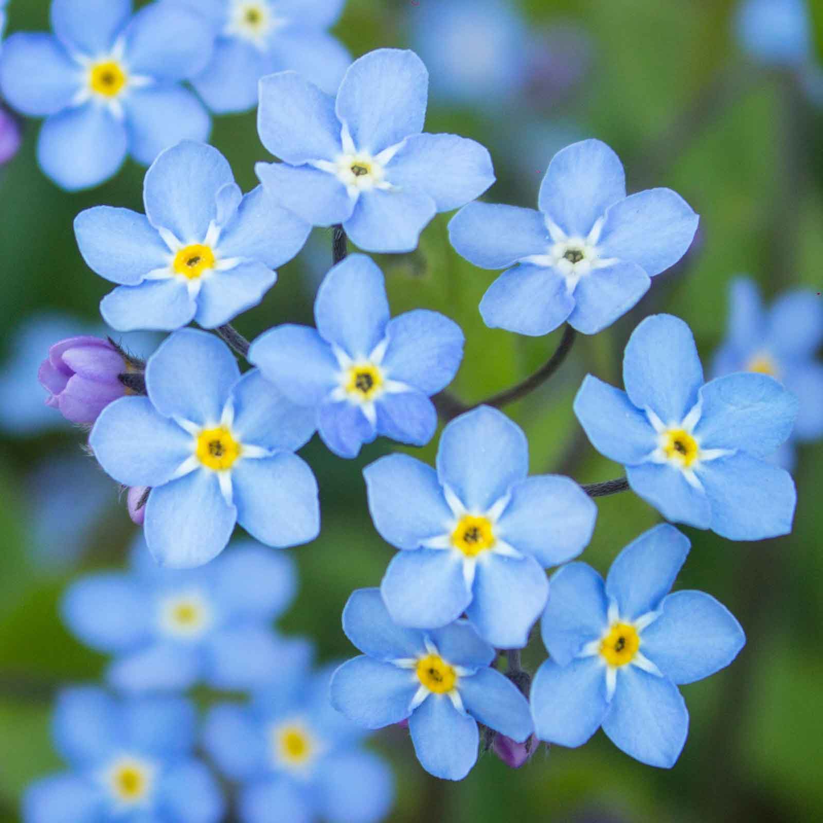 Forget Me Not Seeds - Blue