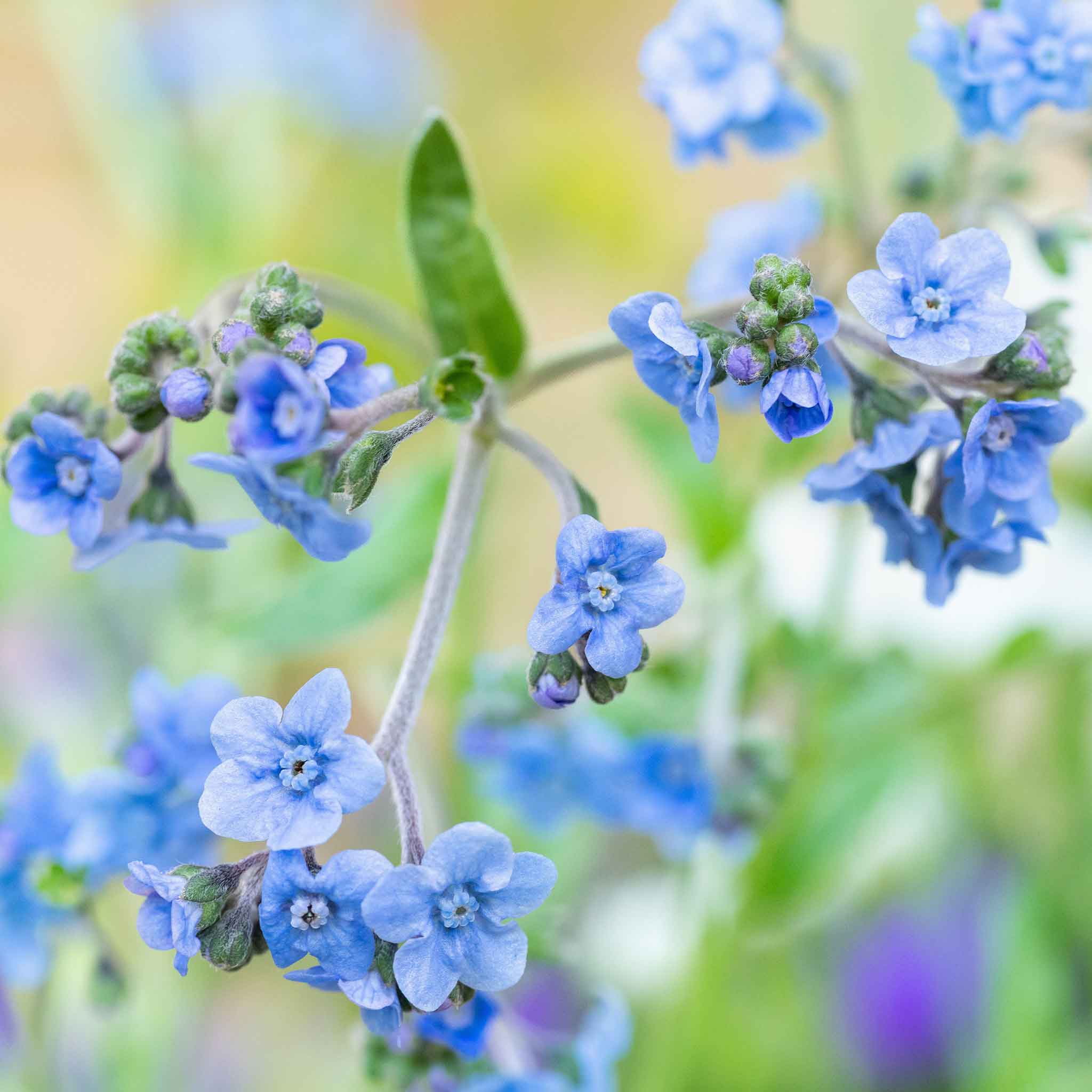 Chinese Forget Me Not Seeds