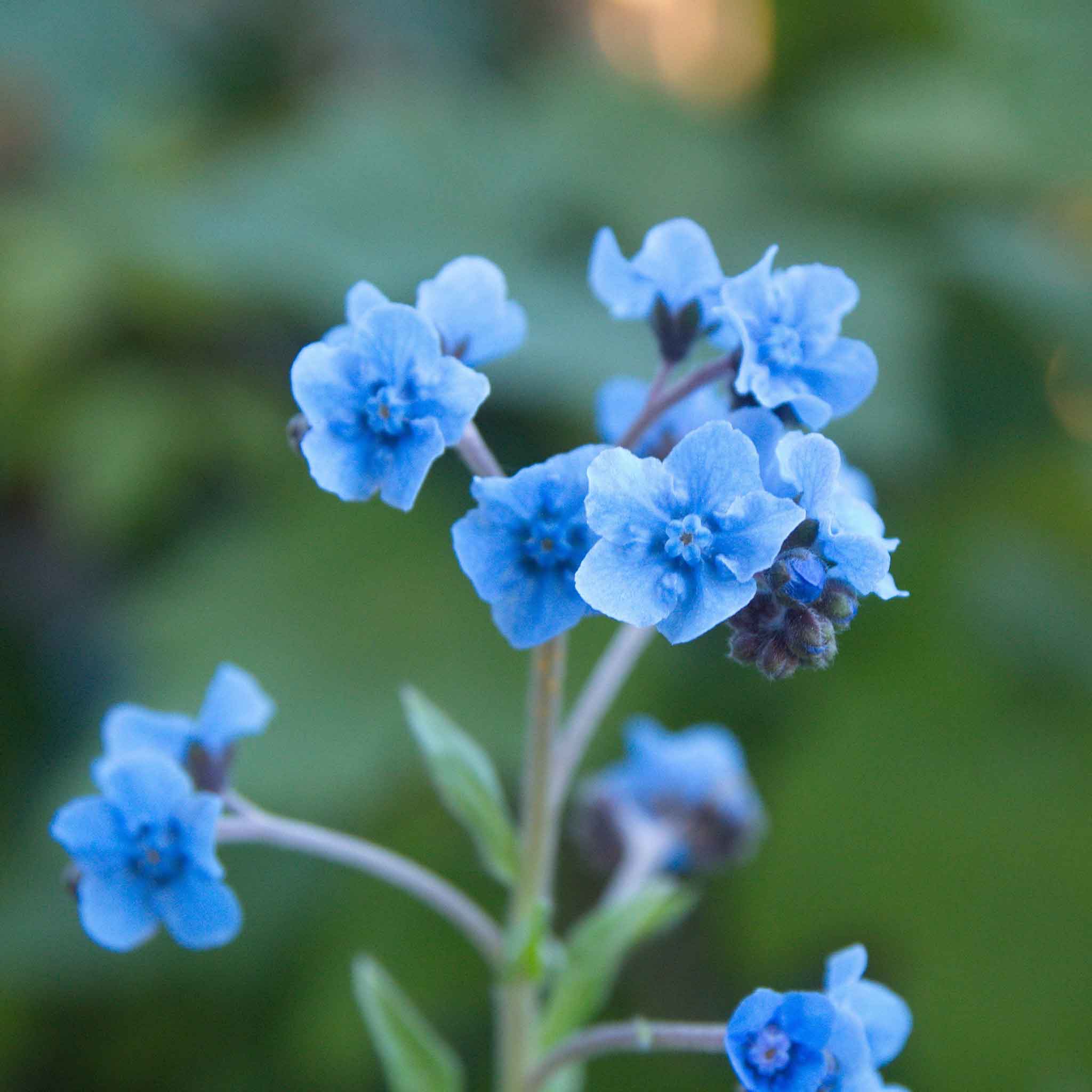 Chinese Forget Me Not Seeds