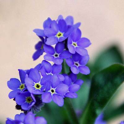 Forget Me Not Seeds - Indigo Blue