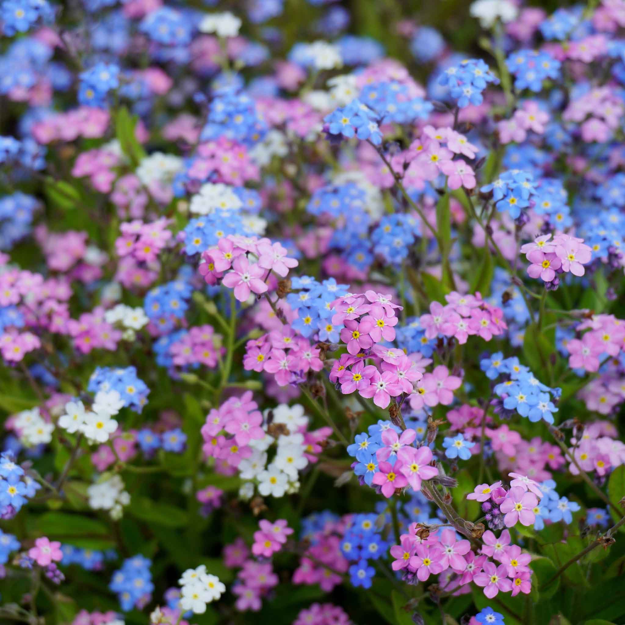 Forget Me Not Seeds - Mixed Colors