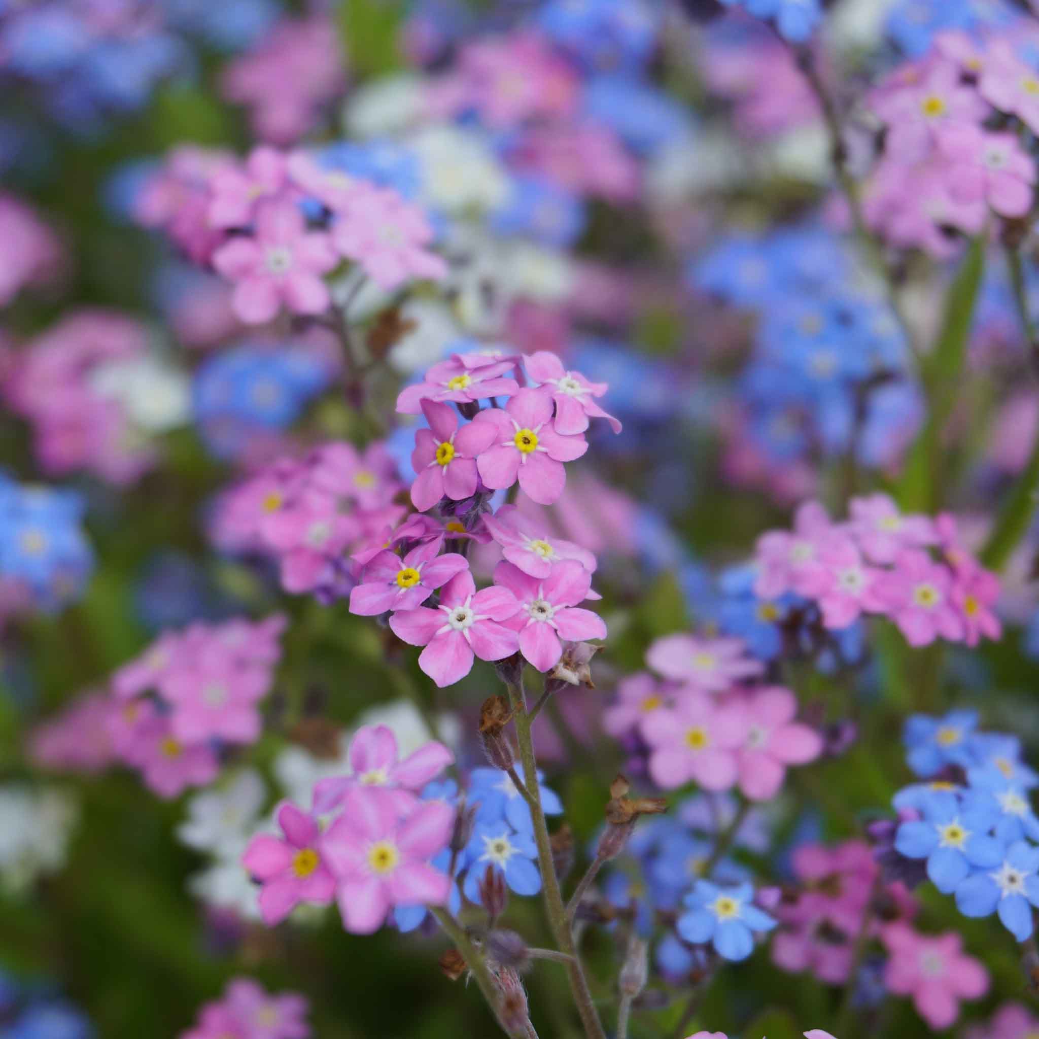 Forget Me Not Seeds - Mixed Colors