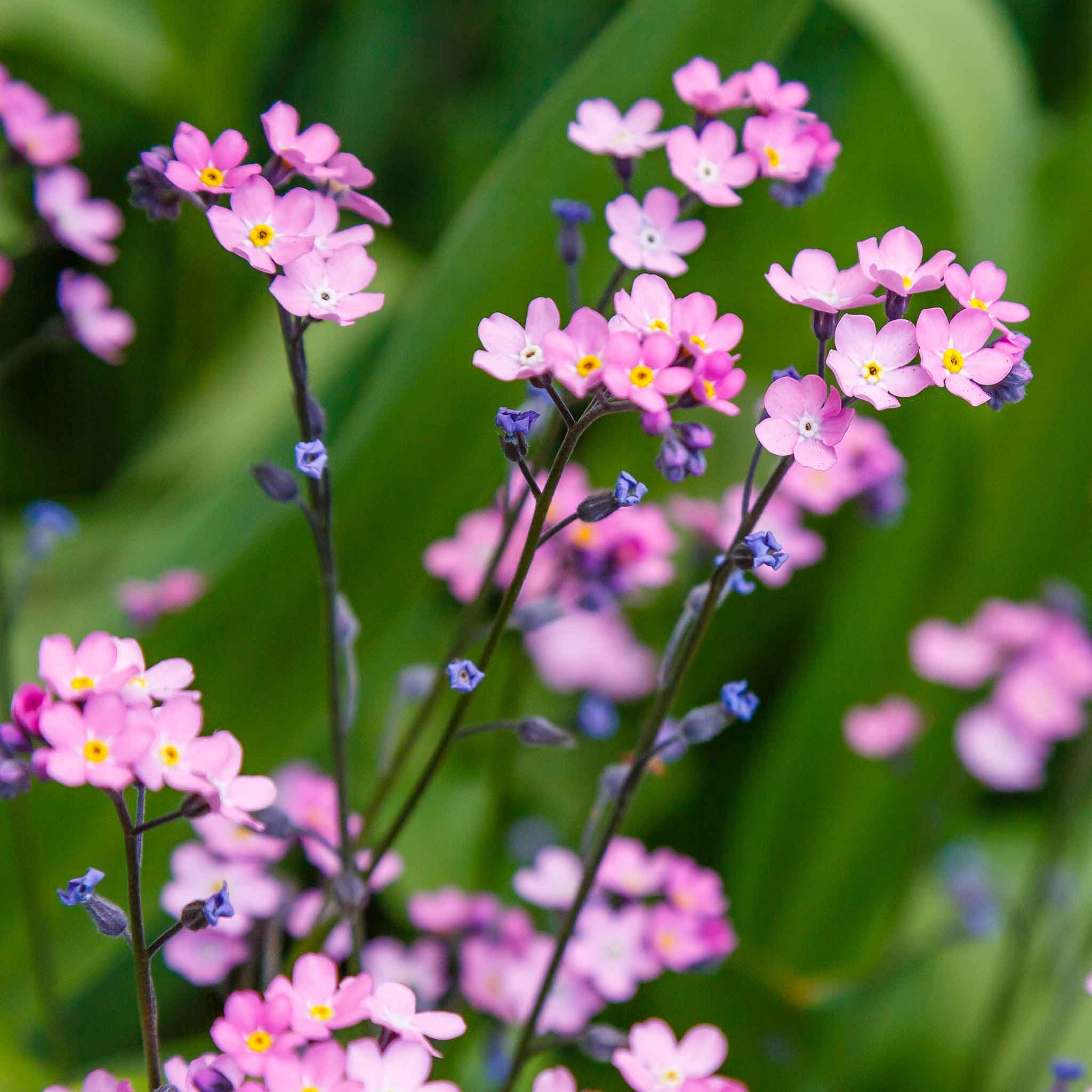 Forget Me Not Seeds - Rose