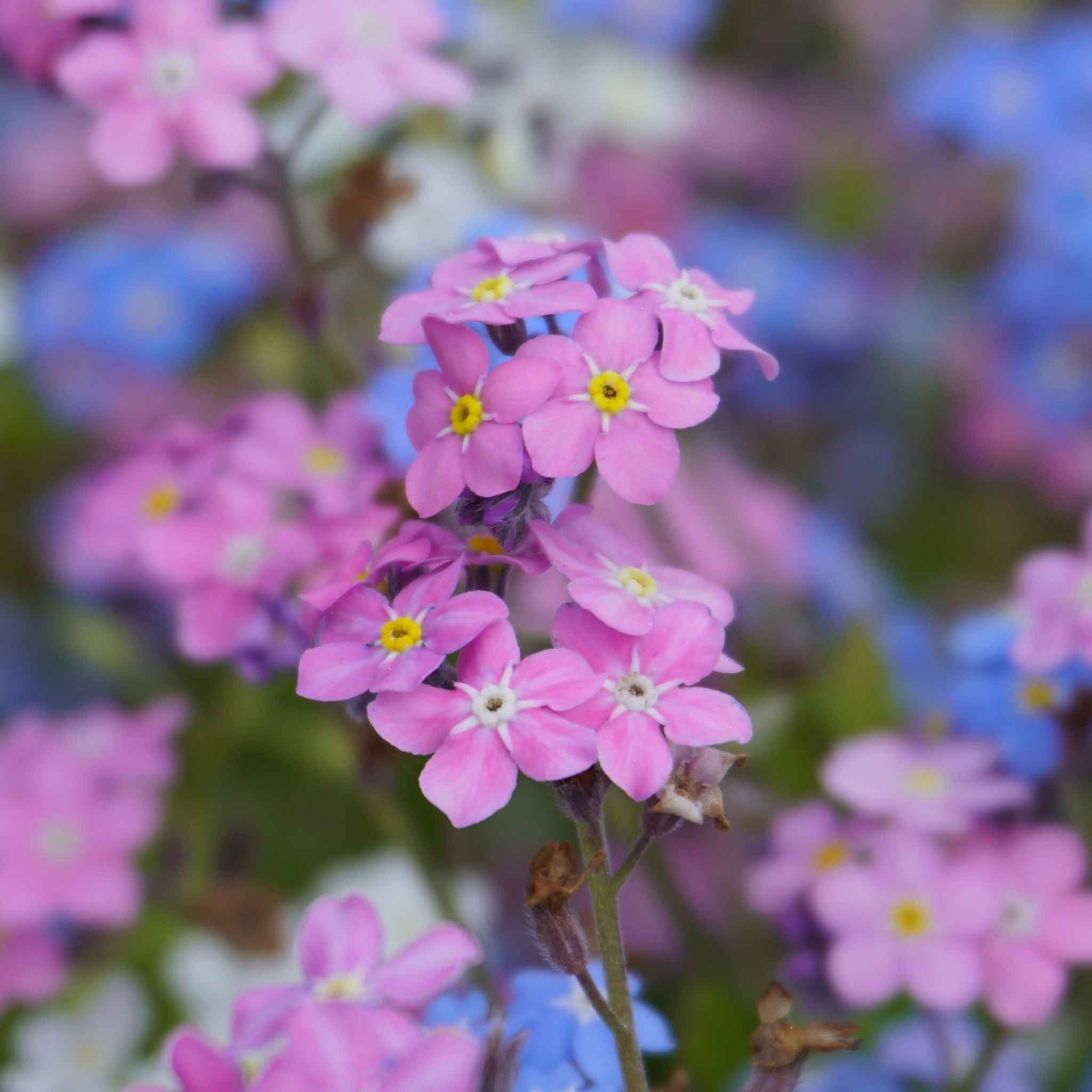 Forget Me Not Seeds - Rose