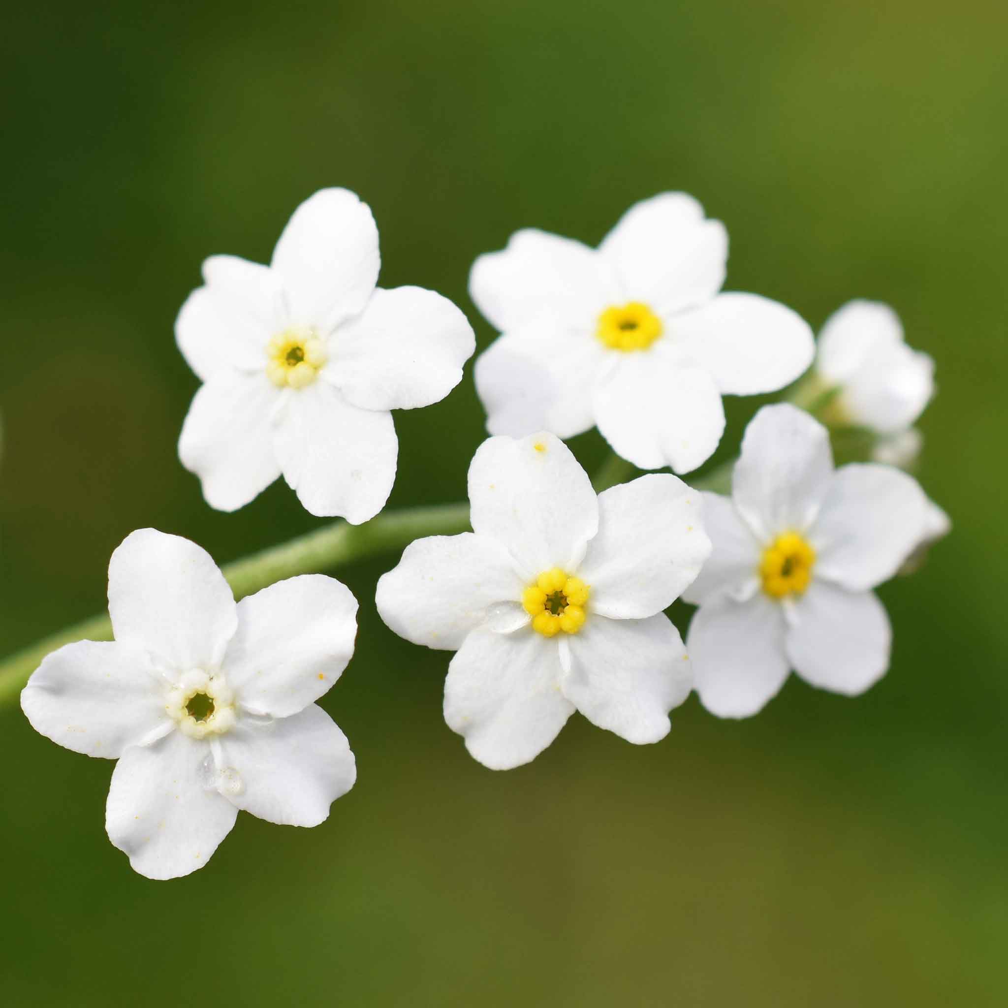 Forget Me Not Seeds - White