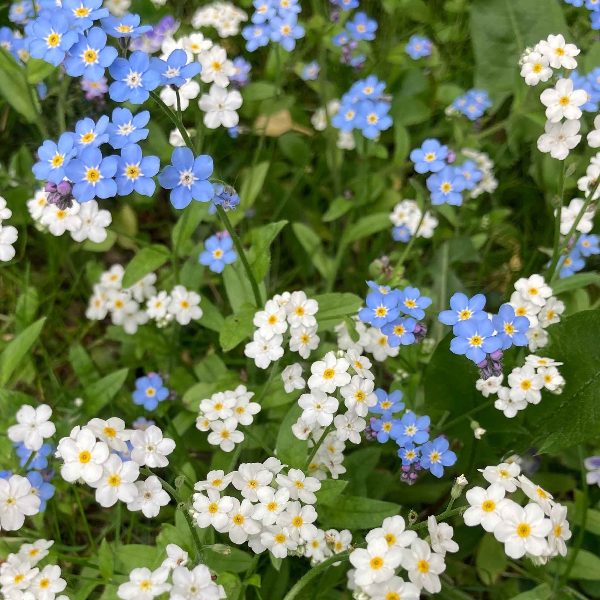 Forget Me Not Seeds - White