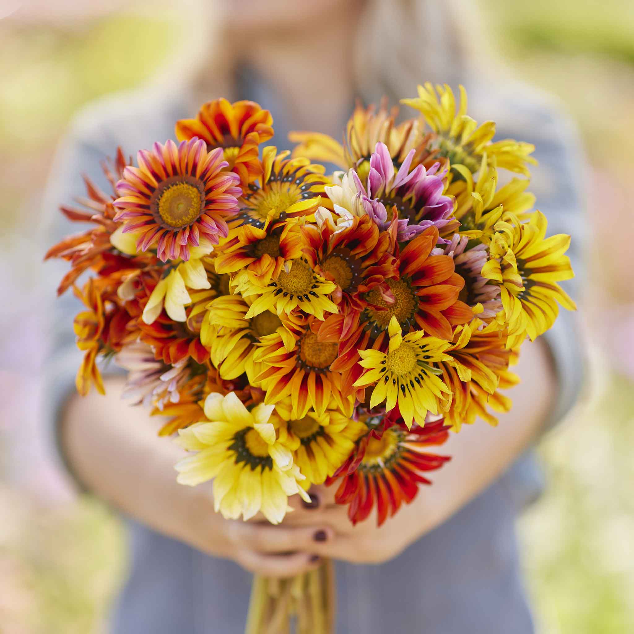 Gazania Seeds - Sunshine Mix