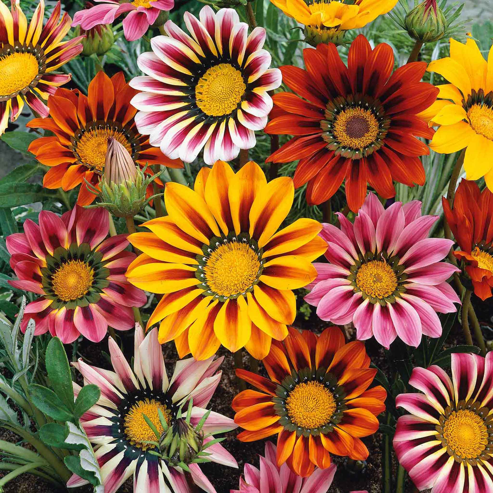 Gazania Seeds - Sunshine Mix