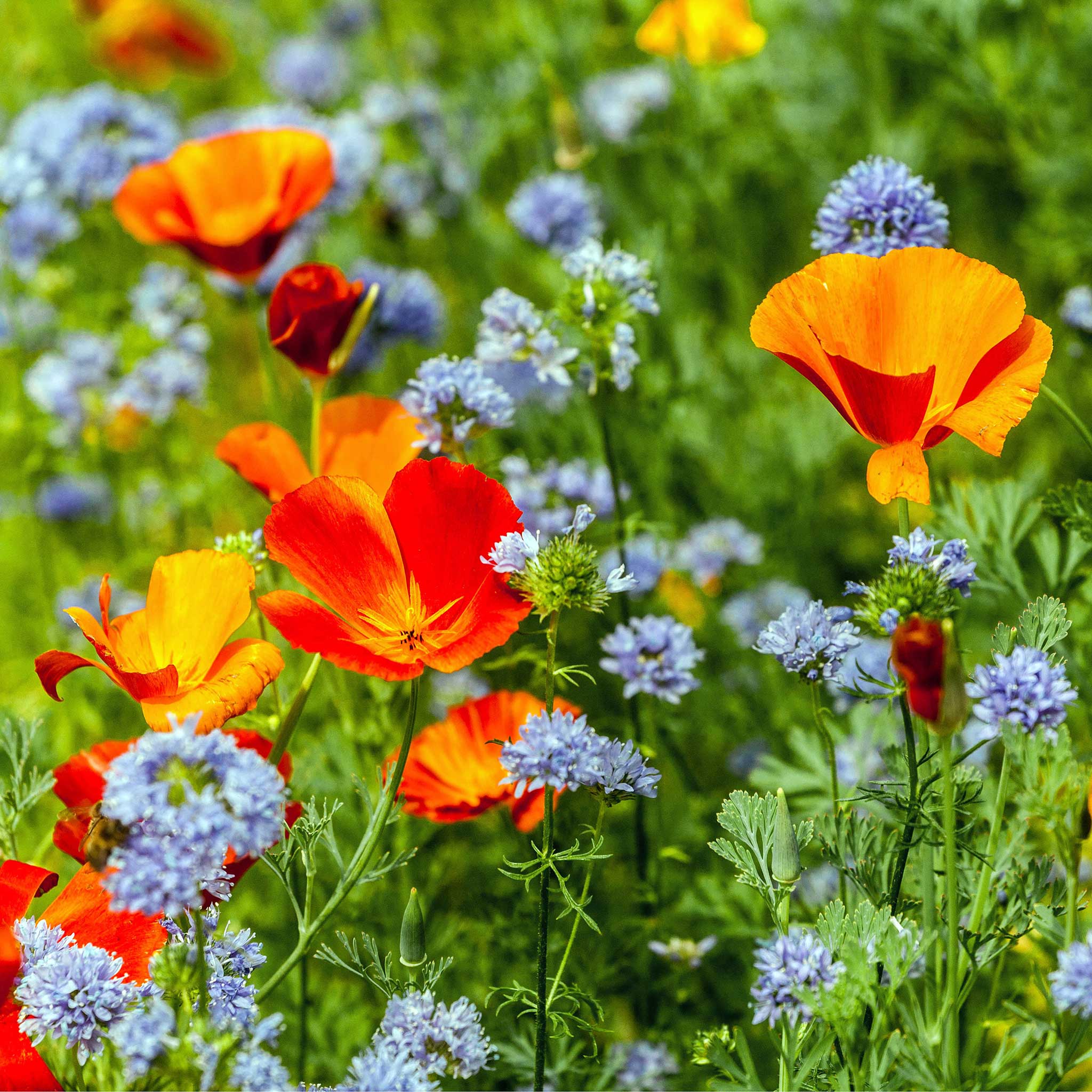 Globe Gilia Seeds