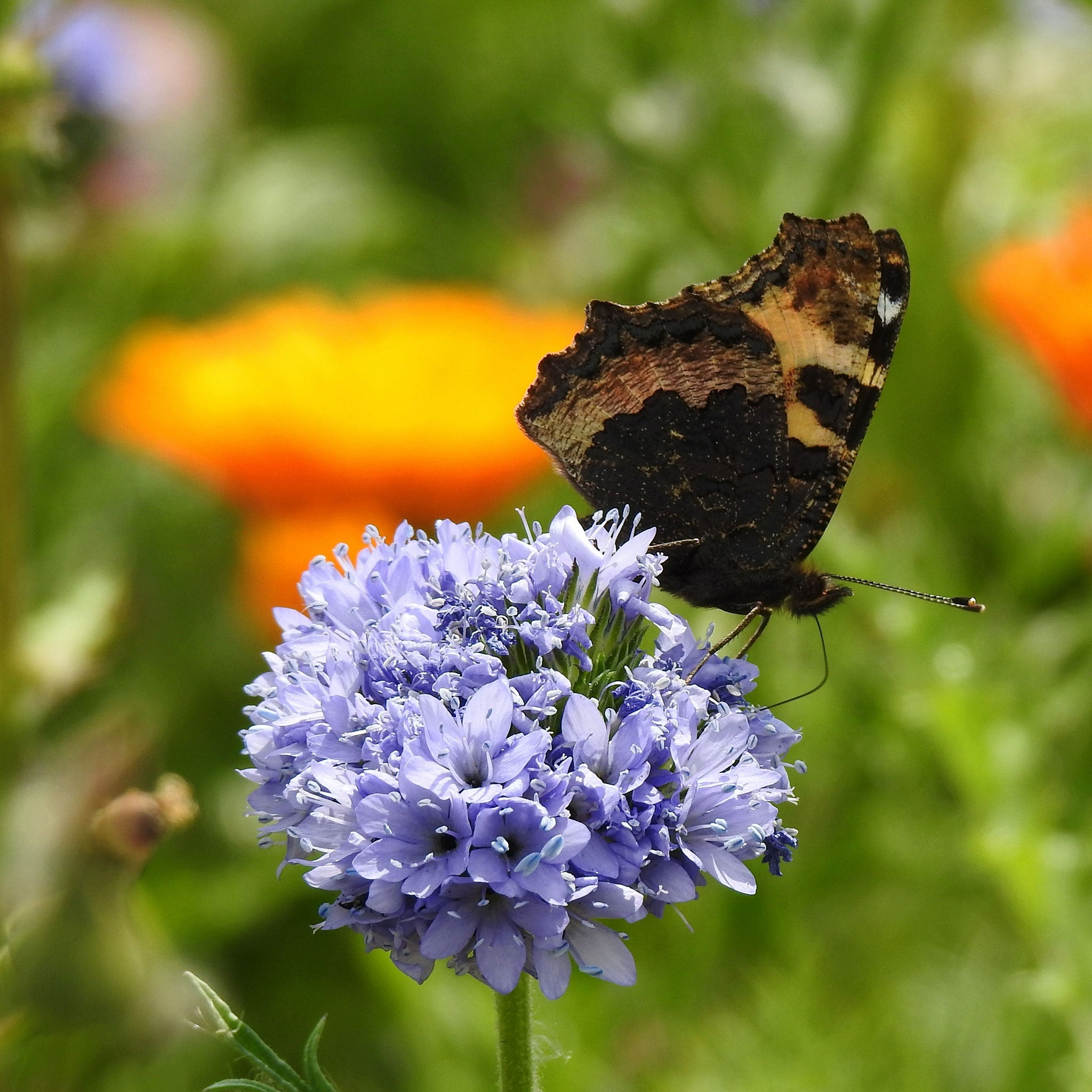 Globe Gilia Seeds