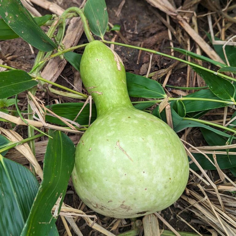 Gourd Seeds - Birdhouse/Bottle