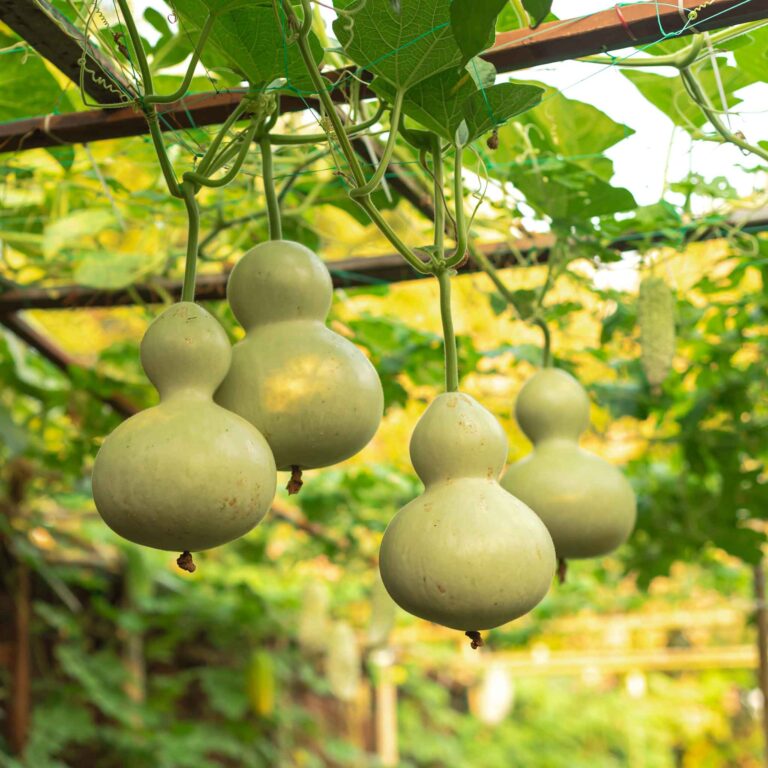 Gourd Seeds - Birdhouse/Bottle