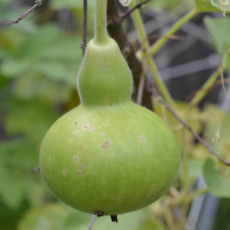 Gourd Seeds - Birdhouse/Bottle