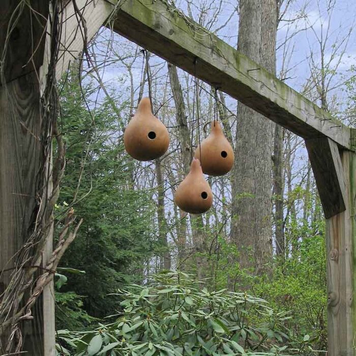 Gourd Seeds - Birdhouse/Bottle