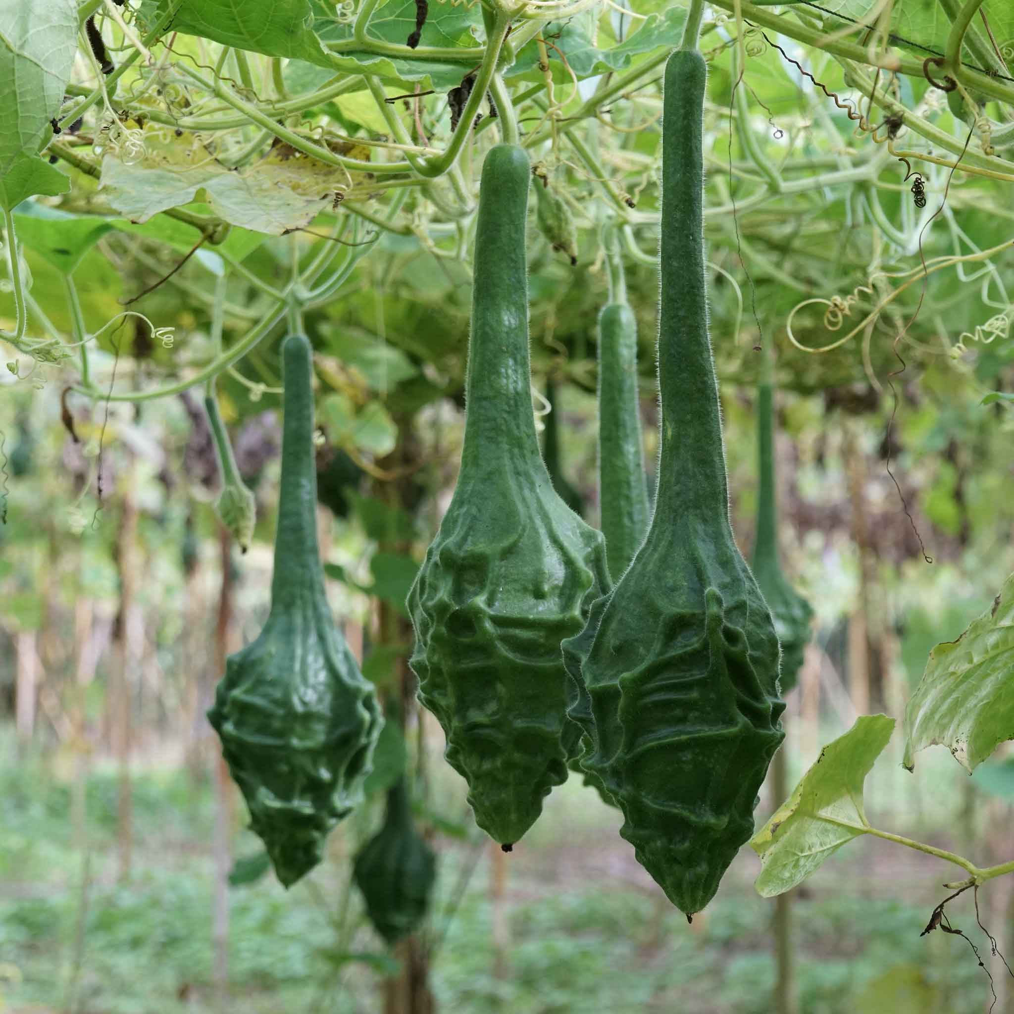 Gourd Seeds - Maranka