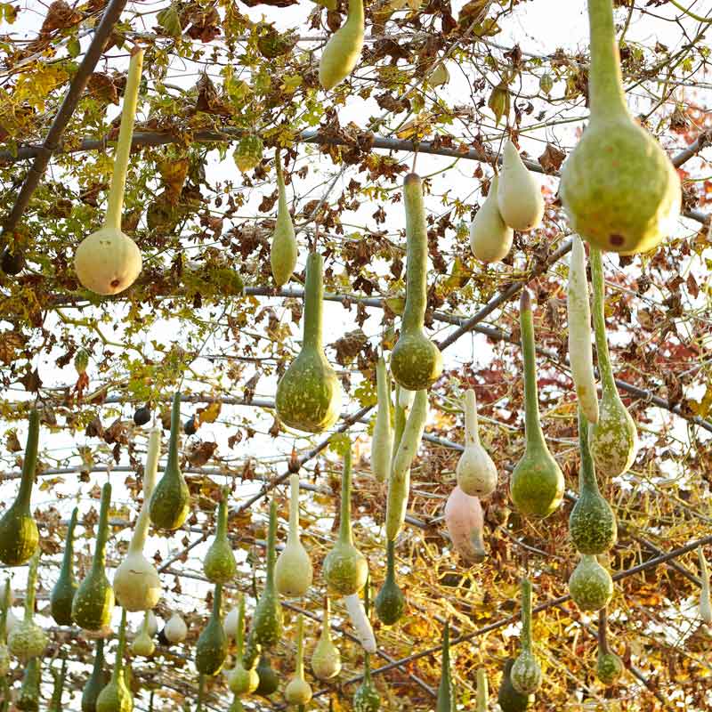 Gourd Seeds - Dipper