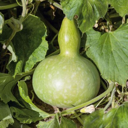 Gourd Seeds - Giant Bottle