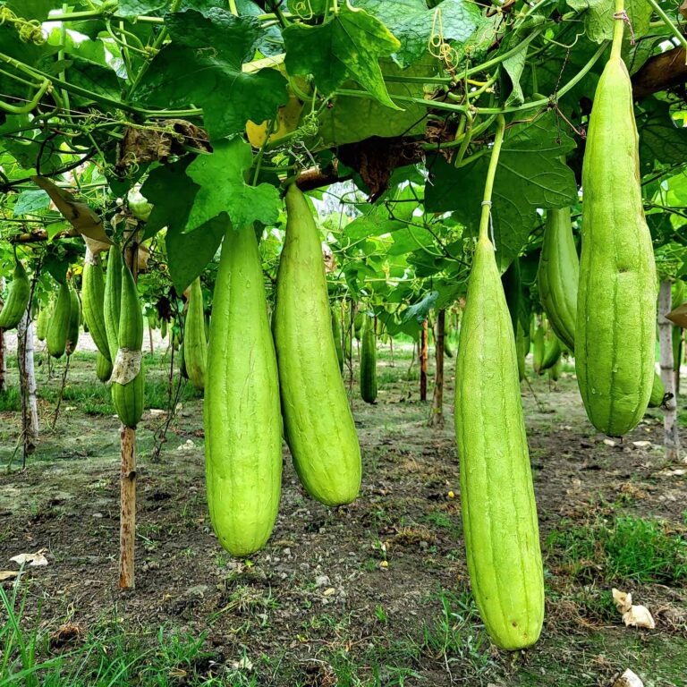 Gourd Seeds - Luffa