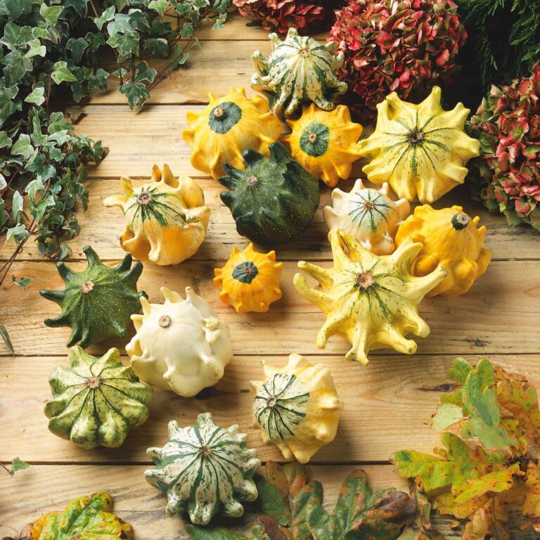 Gourd Seeds - Shenot Crown of Thorns