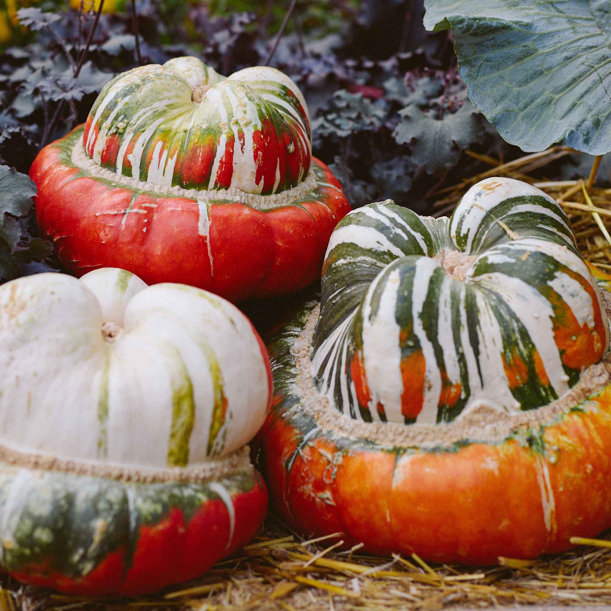 Gourd Seeds - Turks Turban