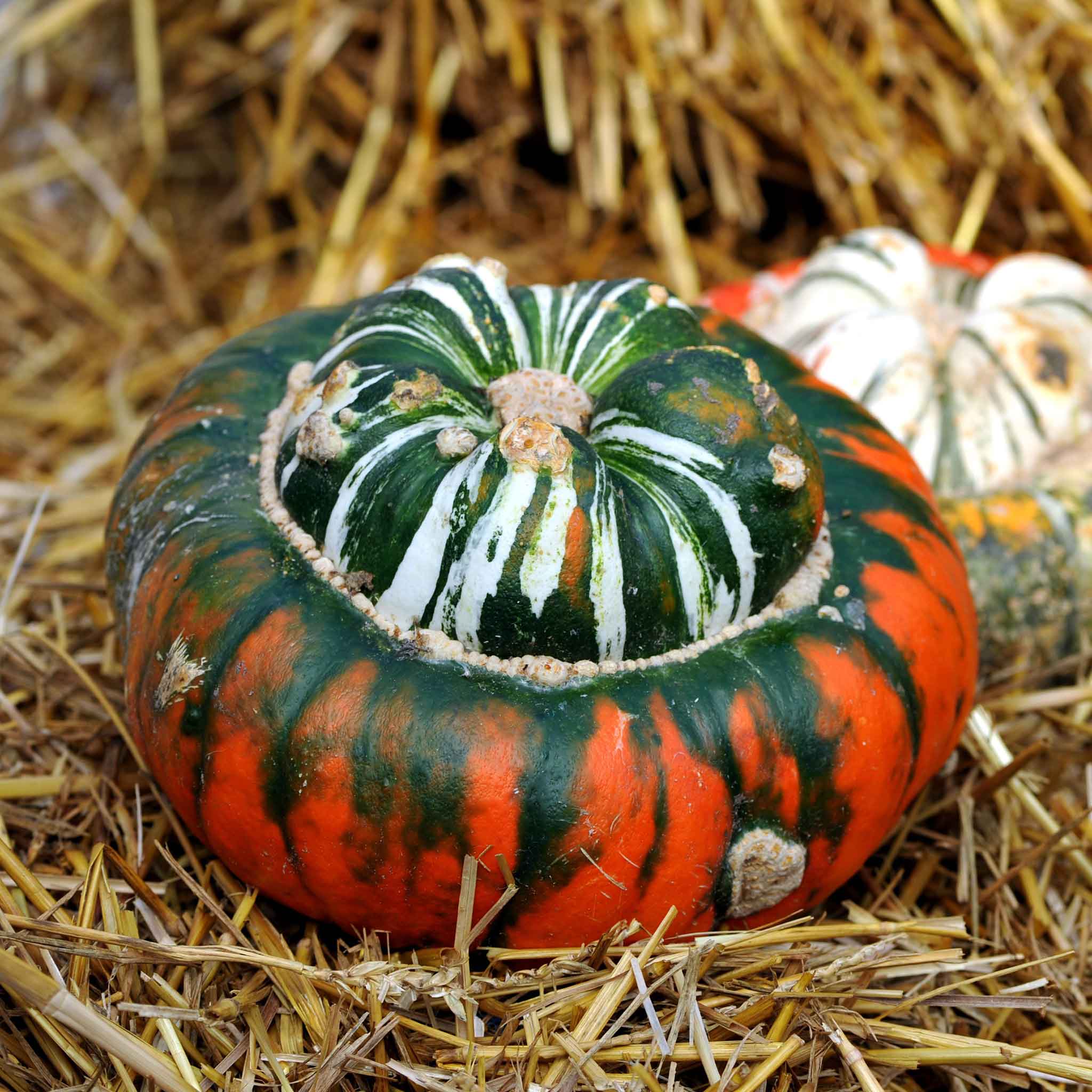 Gourd Seeds - Turks Turban