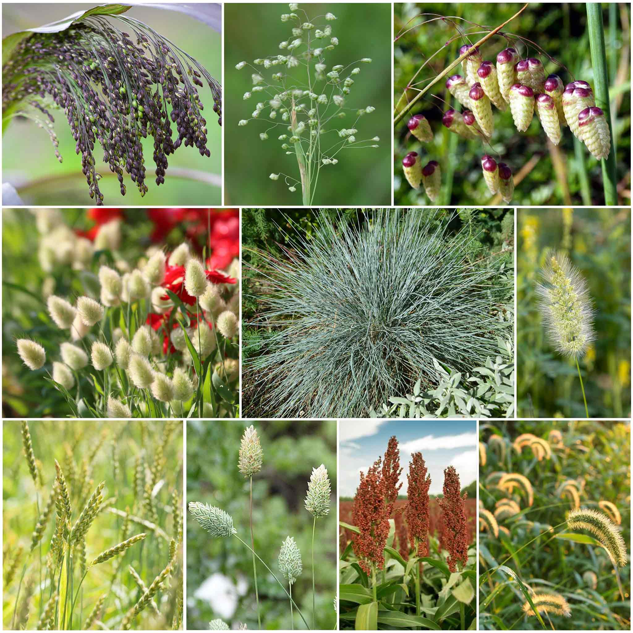 Grass Seeds - Annual Ornamental Grass Mix | Grass Seeds in Packets & Bulk