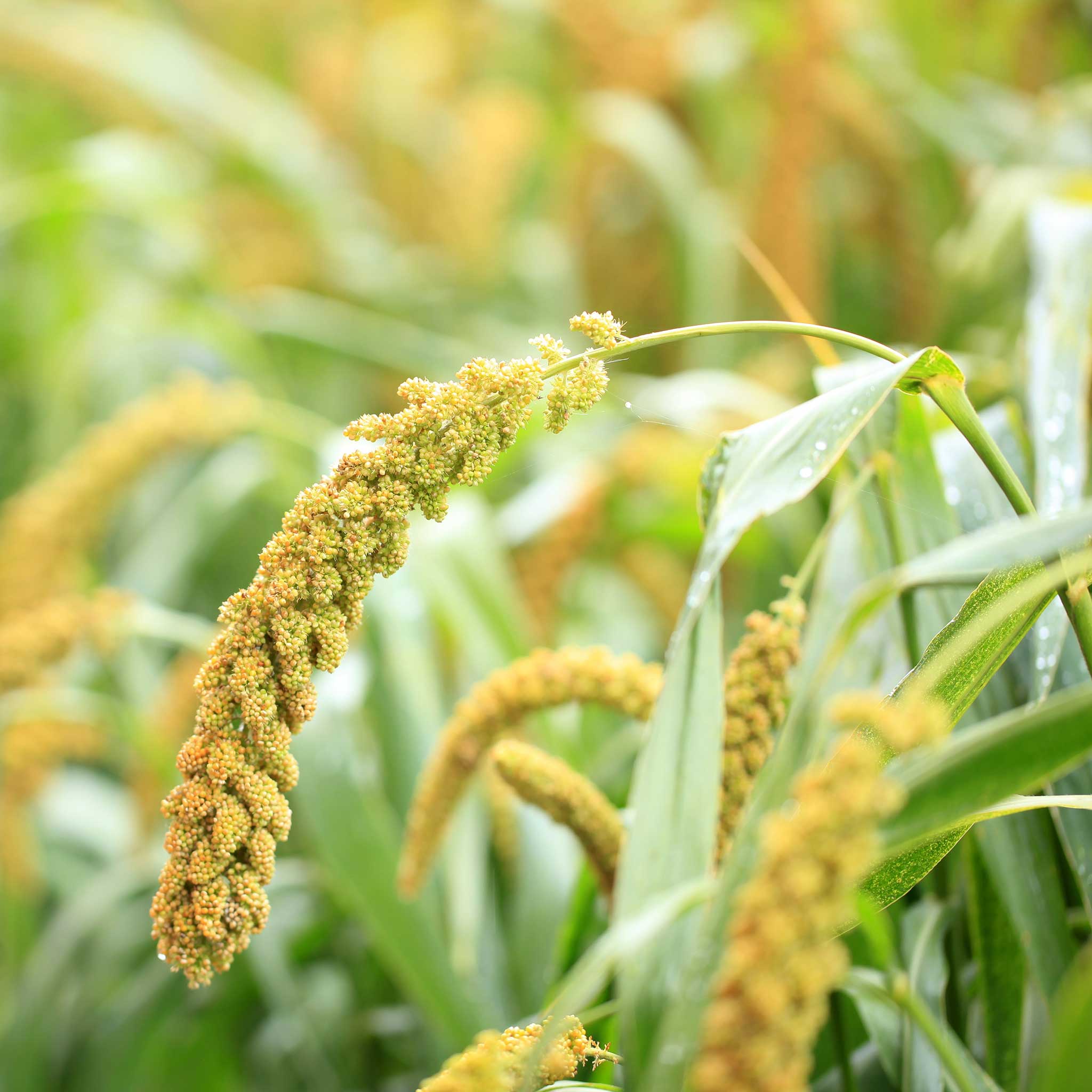 Grass Seeds - Foxtail Millet? | Grass Seeds in Packets & Bulk