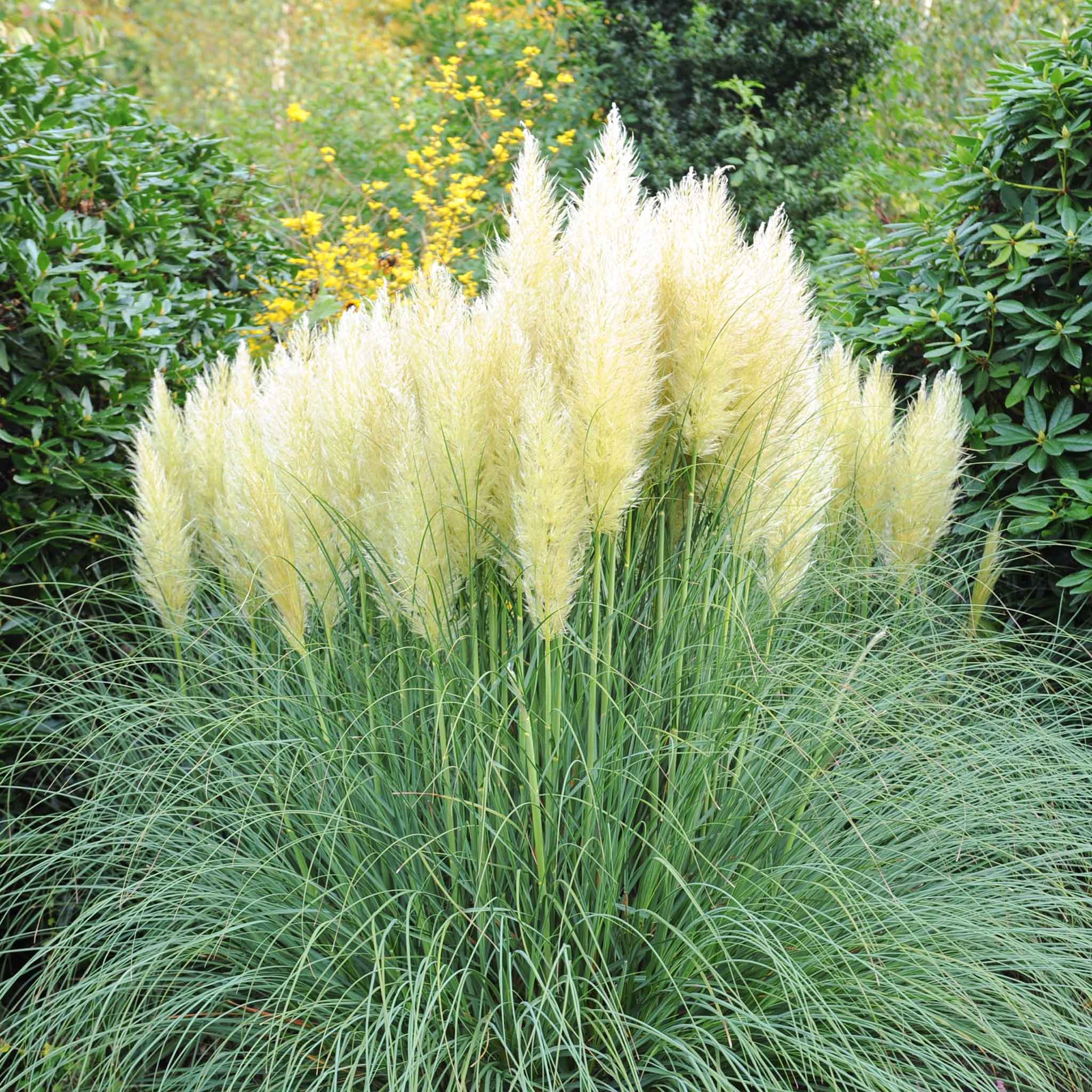 Grass Seeds - Pampas Plume White | GrassSeeds in Packets & Bulk