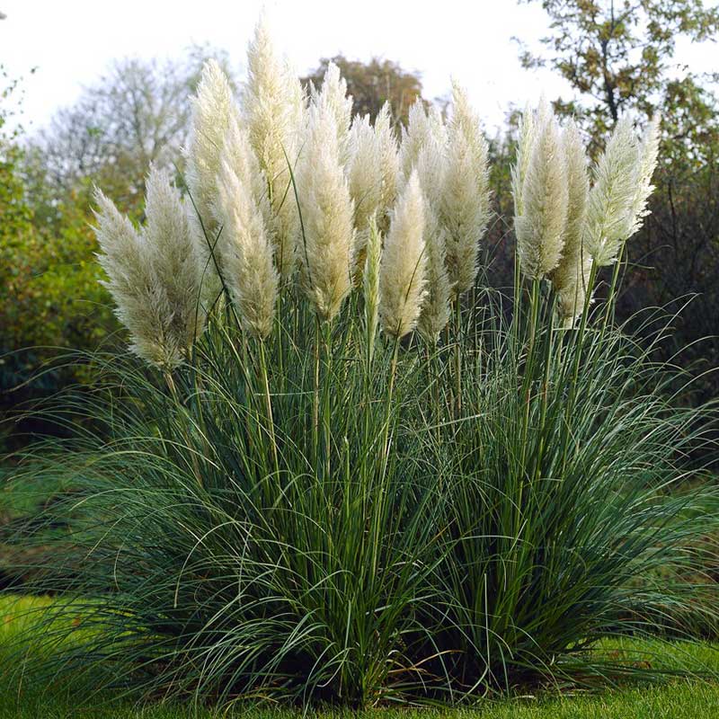 Grass Seeds - Pampas Plume White | GrassSeeds in Packets & Bulk