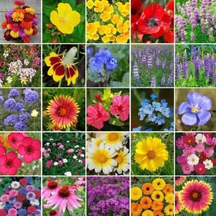 Heirloom Flower Seed Mix