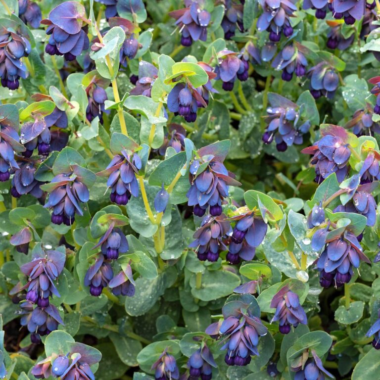 Honeywort Seeds - Purple