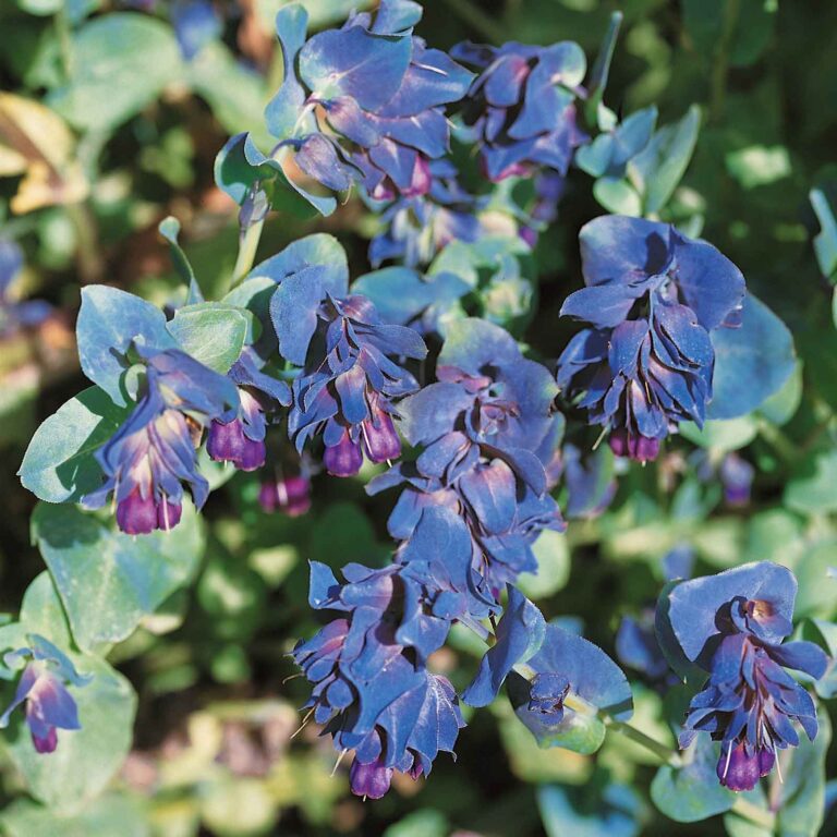 Honeywort Seeds - Purple