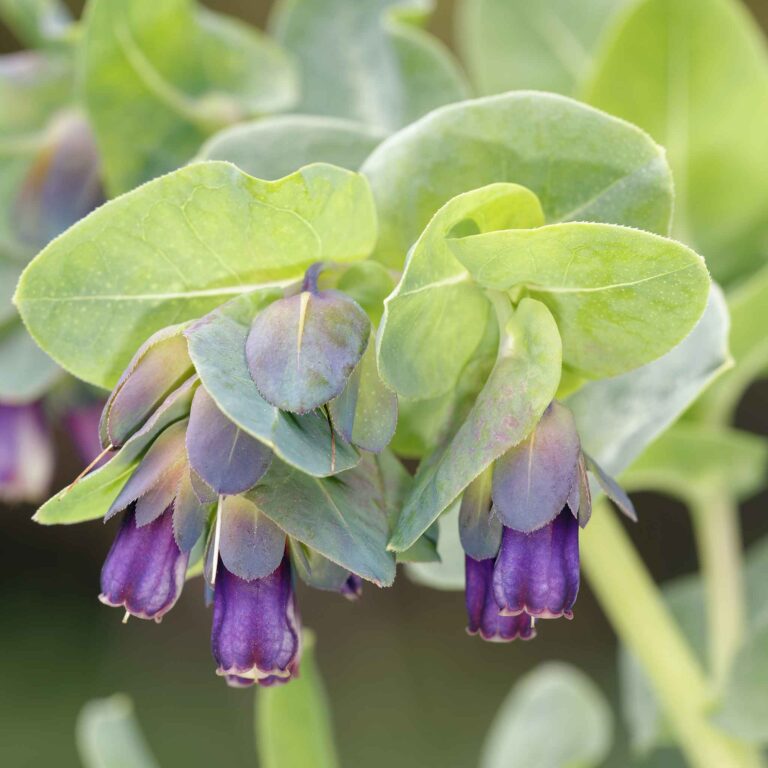 Honeywort Seeds - Purple