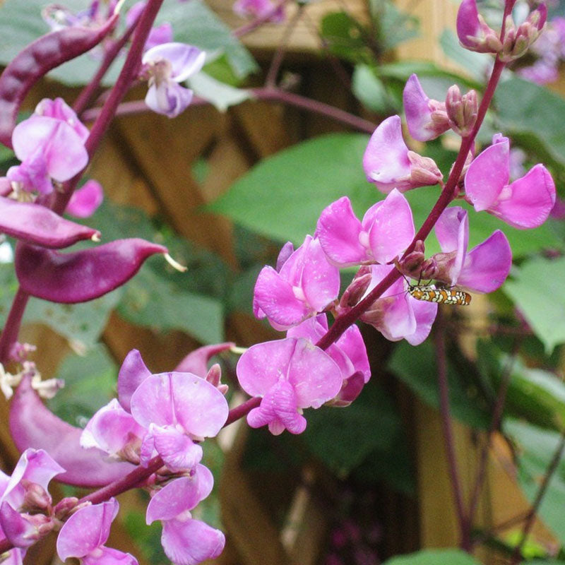 Hyacinth Bean Seeds