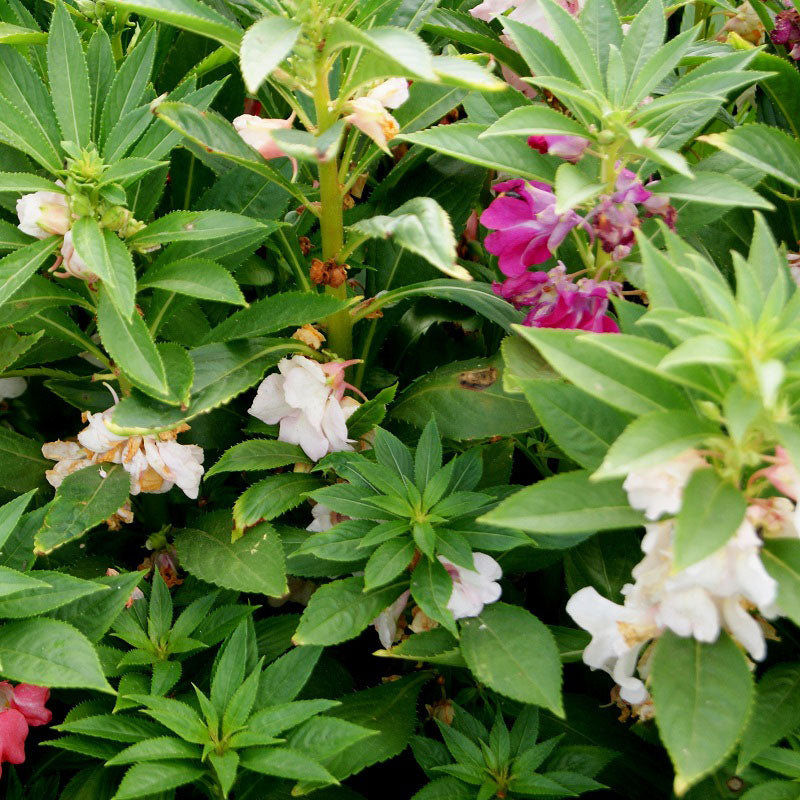 Balsam Seeds - Impatiens