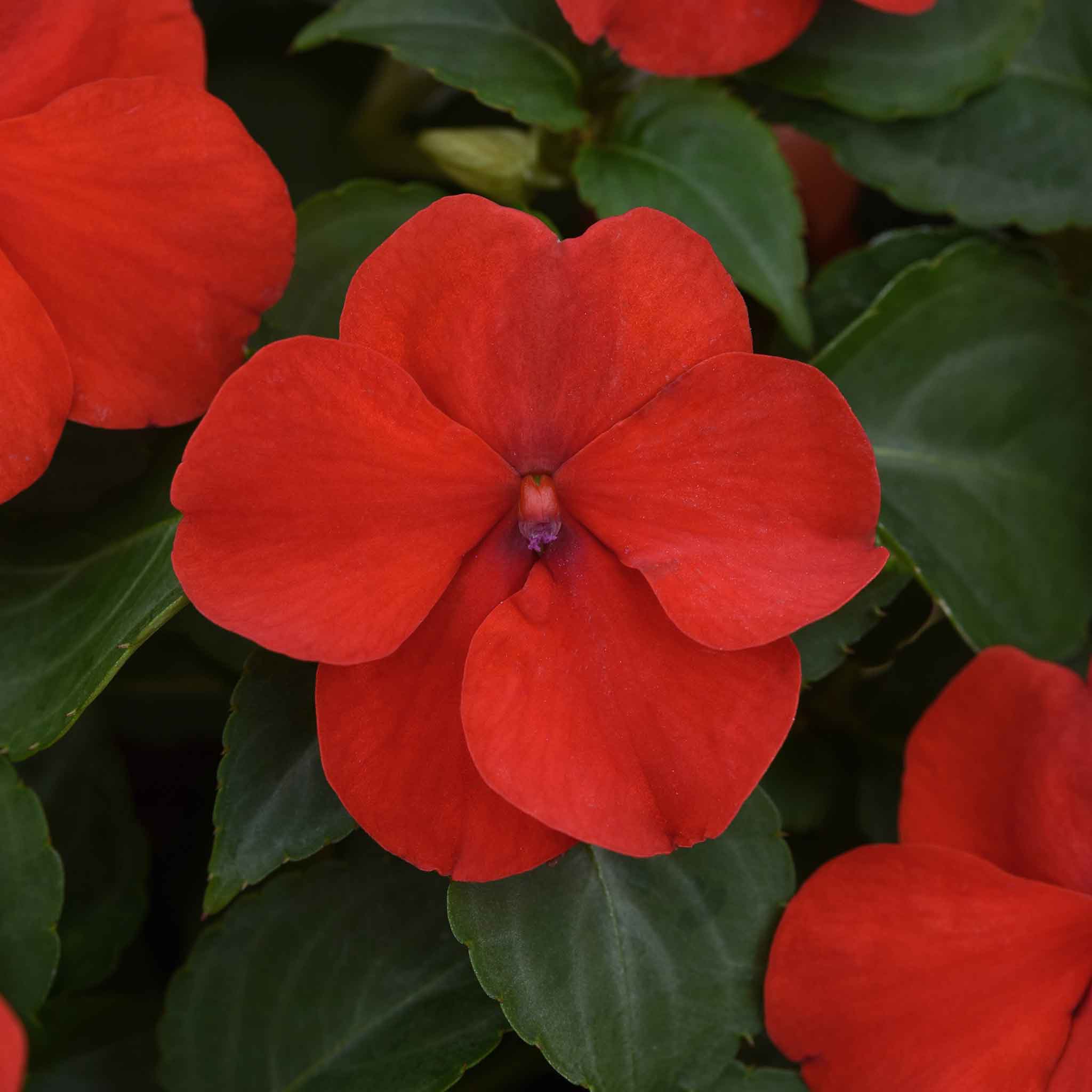 Impatiens Seeds - Beacon Bright Red