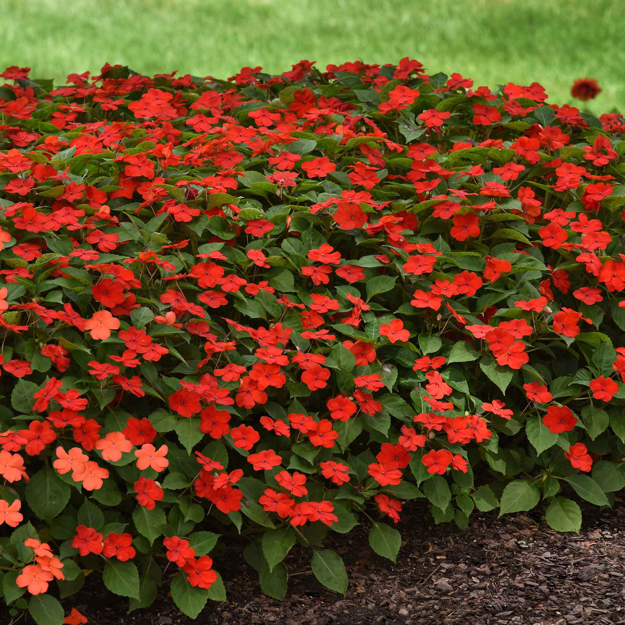 Impatiens Seeds - Beacon Bright Red