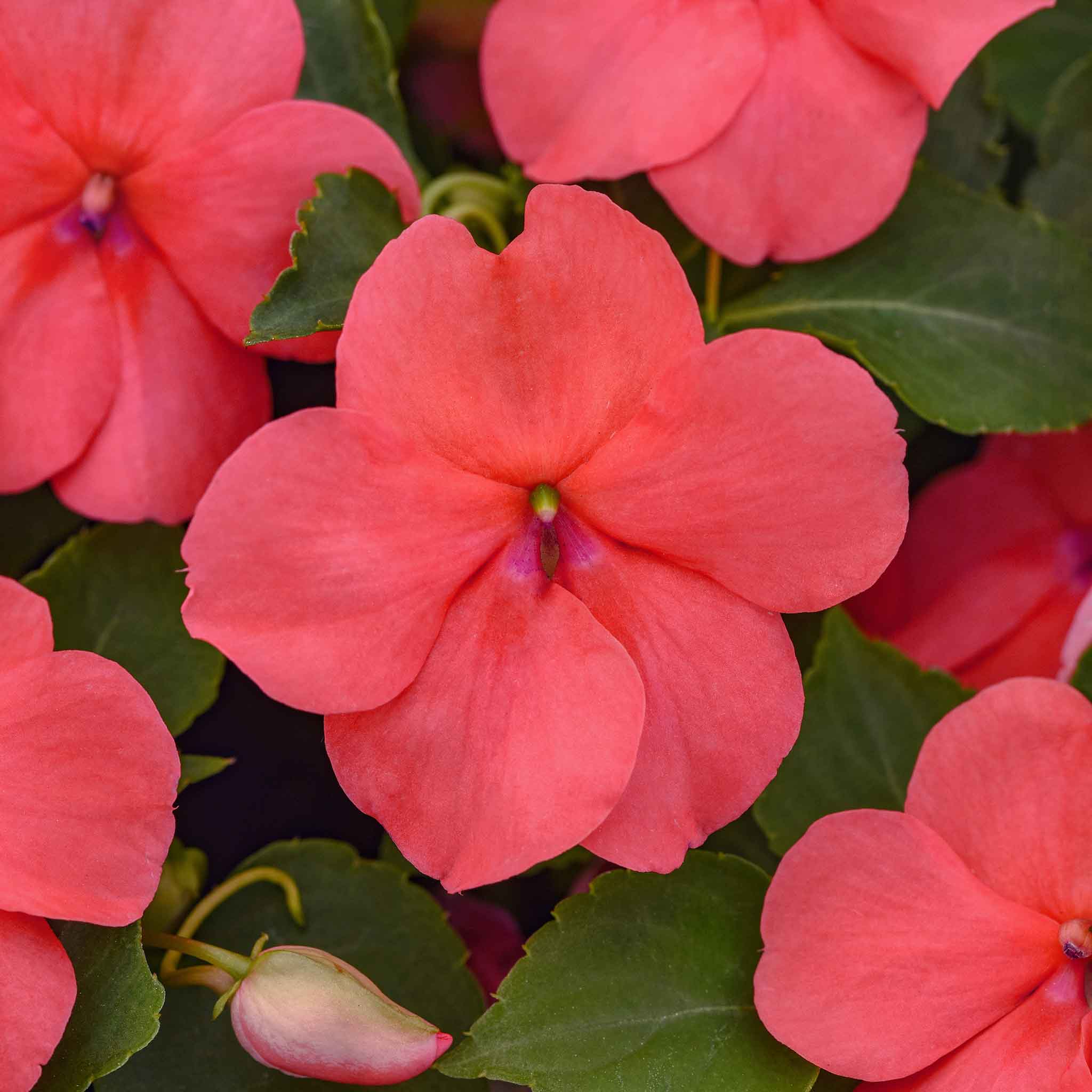 Impatiens Seeds - Beacon Coral