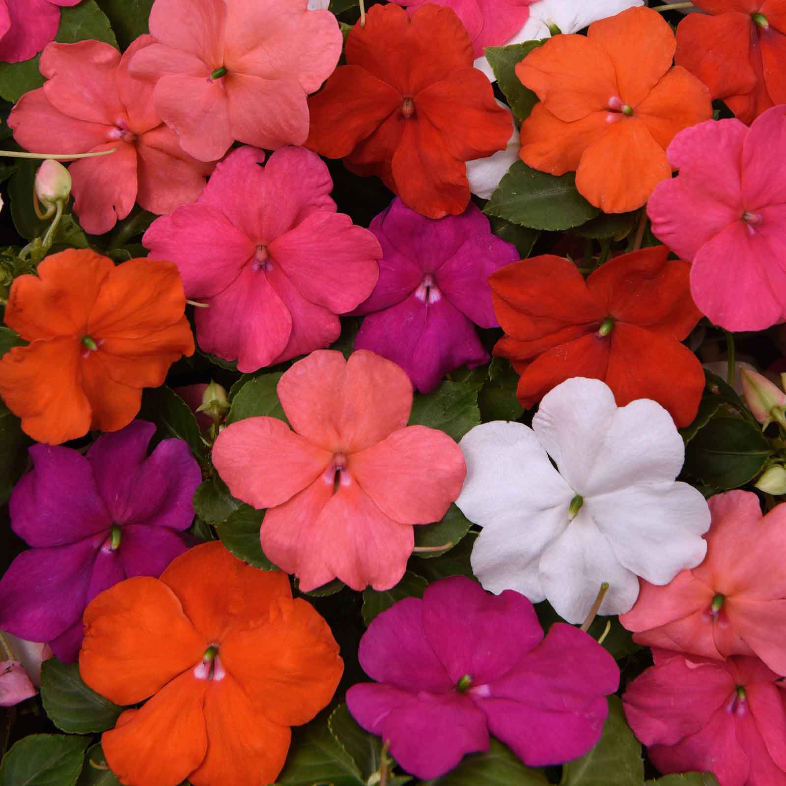 Impatiens Seeds - Beacon Mix