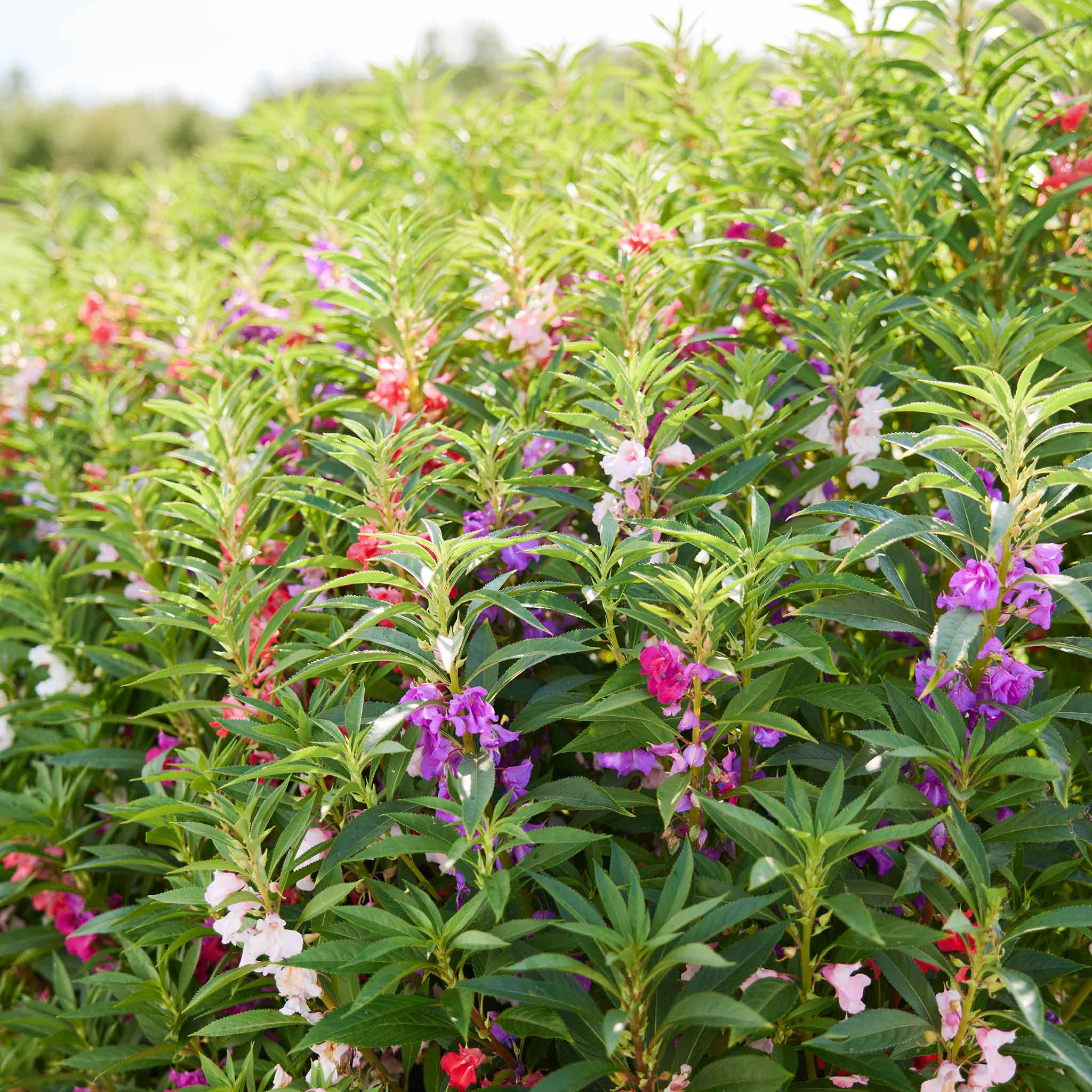 Impatiens Seeds - Camelia